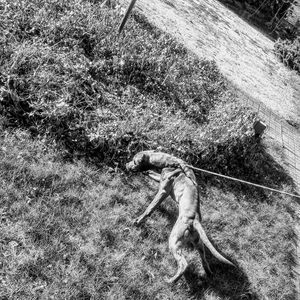 Meet your Posher, Harry